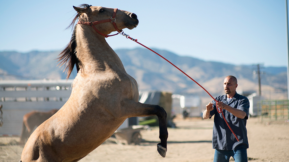 Mustang horses prisoner reform